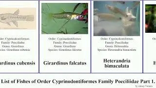 List of Fishes of Order Cyprinodontiformes Family Poeciliidae Part 1. girardinus gambusia del bend
