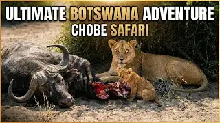 Chobe National Park African Safari OAT Ultimate Africa #travel #africa #animals