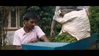 How Tellicherry pepper is picked and harvested