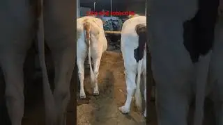 #foryou #bull #karachicowmandi
