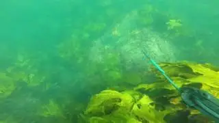 Butterfish Feed - Wildguide