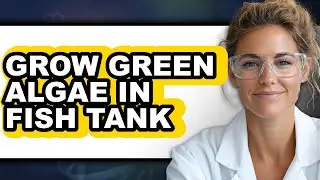 How To Grow Green Algae In Fish Tank (Full Guide)