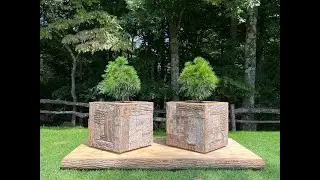 DAISY CUBE