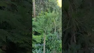Плакучая сосна pinus densiflora Pendula