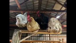 Где спят наши куры?!