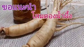 How to pickle ginseng with honey @AlekChannelssk Food and travel guide by Guide Lek