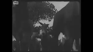 Mules in the CBI theater during World War 2.