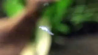 Hydra Kills Newborn Shrimp