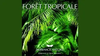Ambiance Foret tropicale 2