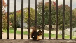 My pet squirrel fluffy