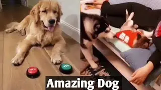 New Funny Dogs Videos🤣 #25. Best funniest dogs videos in 2022
