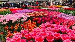 THE MOST BEAUTIFUL SEASON OF THE YEAR ( SPRING )