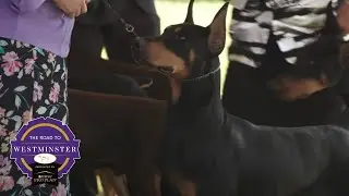 Best of Breed Minute: Doberman