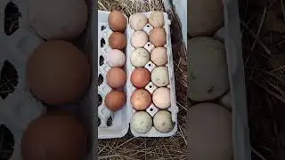 Collecting eggs- Dec 27 2025 #backyardchickens #chickens #eggs #collecting #weatherchanges #fypシ