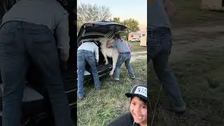 Surprise! family fun with mom car adventures and pony purchases #fyp
