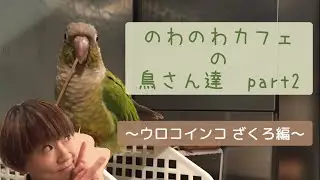 のわのわカフェの鳥さん達②ざくろ日記