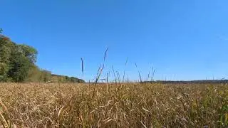 Grassland Reeds Blowing Wind Grass Prairie Field Sunny Nature Royalty Free Stock Video Footage
