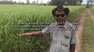 Olam - Thailand - Sustainable Rice Cultivation