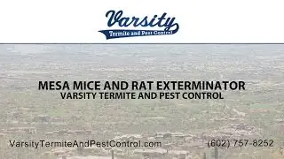 Mesa Mice and Rat Exterminators | Varsity Termite & Pest Control