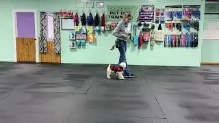 Teddy - Basic Skills = Advanced Skills Refined/Mastered, Keep the Walk Engaging for More Focus