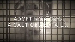 Dog Adoption Video