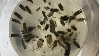 Invertebrate Zoology Summative