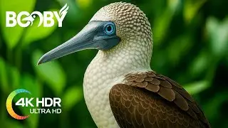 || Booby Facts || They Use Their Bright Blue Feet to Hypnotize Mates in a Wild Dance! ||