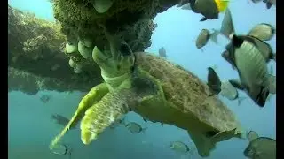 Sea Turtle on Frying Pan Shark cam. 11.32 / 25 February 2018