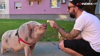 Zagrepčanin živi sa svinjom: 