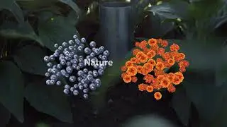 NUTRILITE Bilberry with Lutein Video