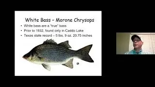 Angler Education | Fly Fishing For White Bass
