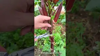 Okra is actually red? #Agriculture #Farmer #Harvest#shorts