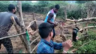 small bulls catching from forest 🐂🐂