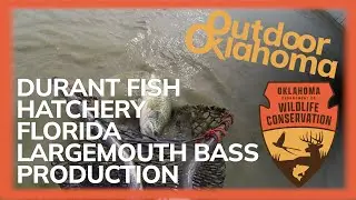 Durant Hatchery Florida Largemouth Bass Program