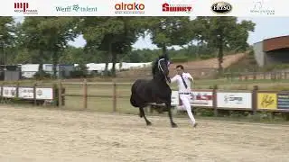 Fokdag | Het Friese Paard Limburg | 5 Juli 2025