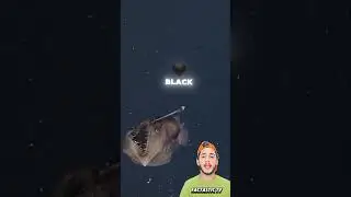 Rare Footage Of Black Sea Devil | Animals Video