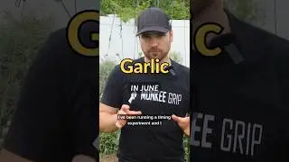 Garlic Experiment &mdash; Fall vs. Spring vs. May Planting
