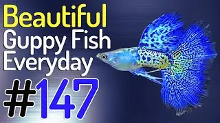 Guppy Channel - Beautiful Guppy Fish Everyday 147