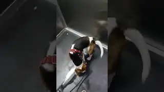 #best #shortvideos #duniya #traintravel #dog #bigal