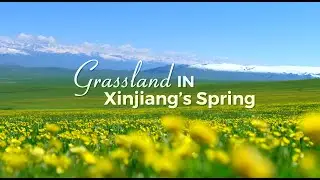 Explore Grasslands in Xinjiang's Spring!
