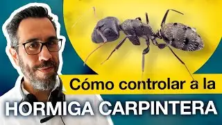¿Cómo identificar y controlar a la HORMIGA CARPINTERA?