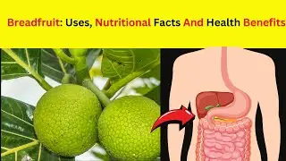 Breadfruit: Uses, Nutritional Facts And Health Benefits