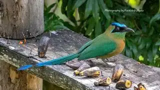 Lesson's Motmot (Momotus lessonii)