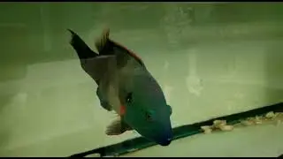 Broomtail Wrasse $949 - Red Sea