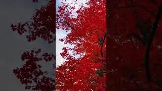 Fall color in NY🍁#shorts #fallcolors #viral #nature #ny #october #season #color #happy #shortsfeed