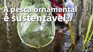 Pesca de peixe ornamental &eacute; sustent&aacute;vel? Parte 1: A vis&atilde;o do pescador.