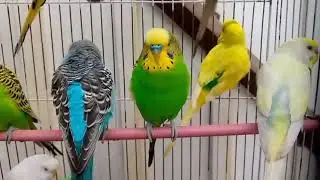 Budgies ❣️ viralvideo birds parrot home 🦜#trendingvideo 