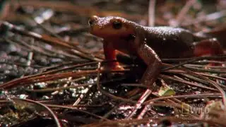Diversity of Animal Life: Origin of Tetrapods and Modern Amphibians