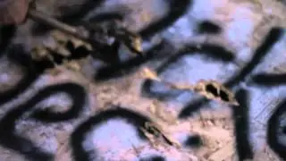 Wicked Desires [Official Music Video]