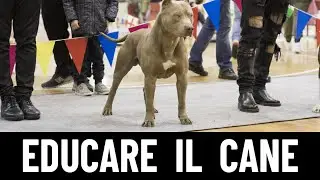 LEZIONE 6: Come avere un Cane Educato!